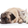 Peticote Veterinary Clinic - Southampton, NJ - About Us Peticote Veterinary Clinic - Southampton, NJ - About Us